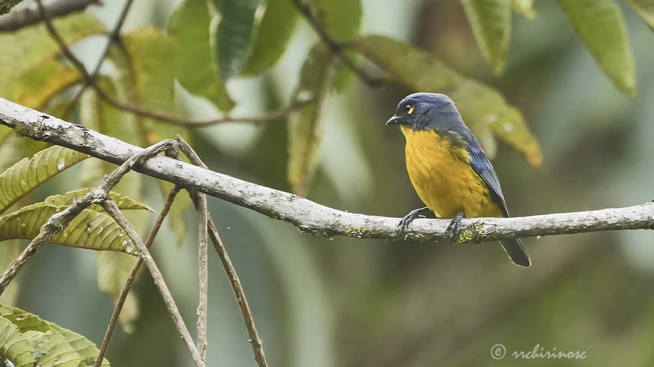 Lacrimose mountain tanager