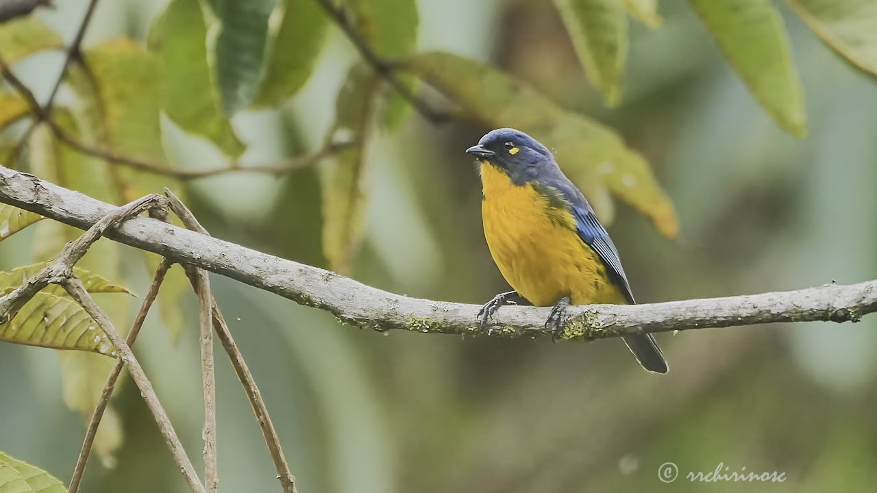 Lacrimose mountain tanager