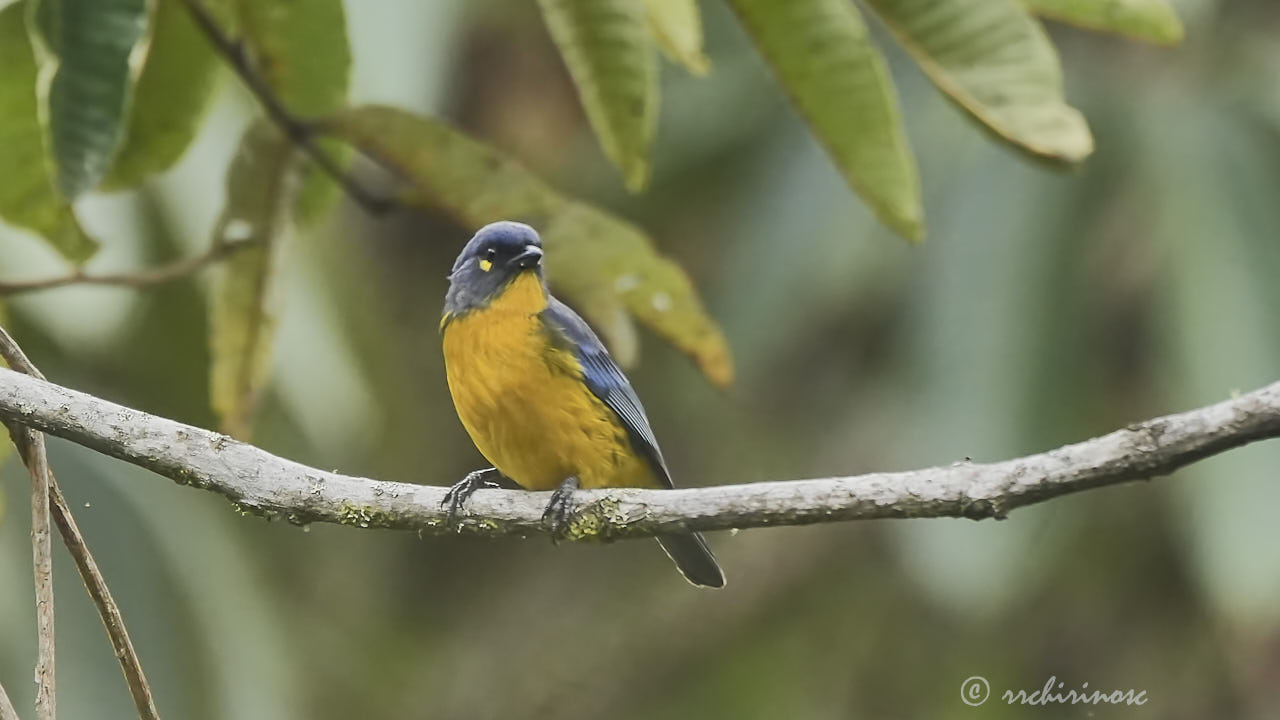 Lacrimose mountain tanager