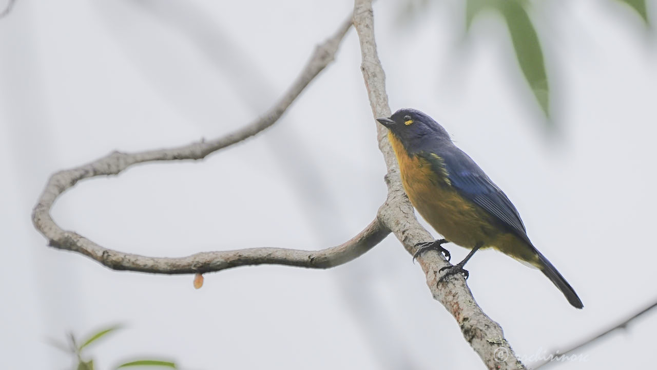 Lacrimose mountain tanager