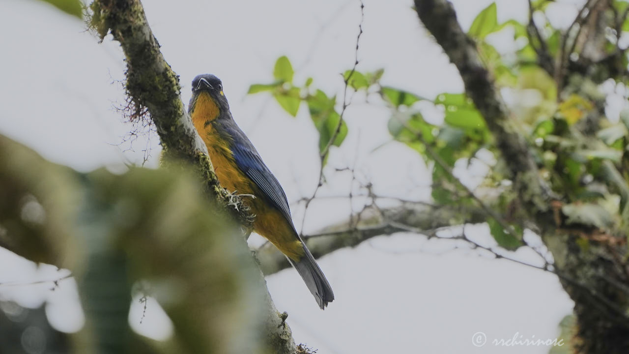 Lacrimose mountain tanager