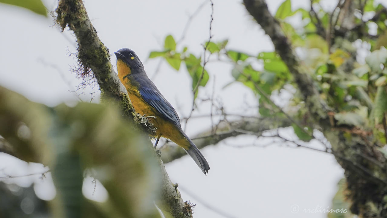 Lacrimose mountain tanager