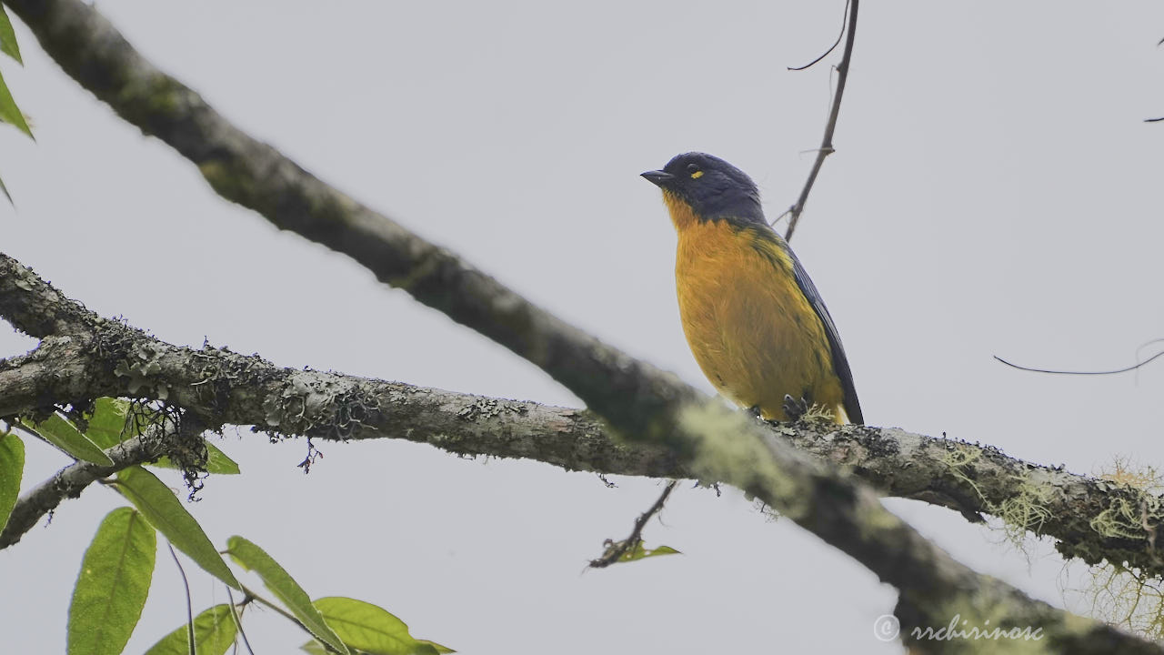 Lacrimose mountain tanager