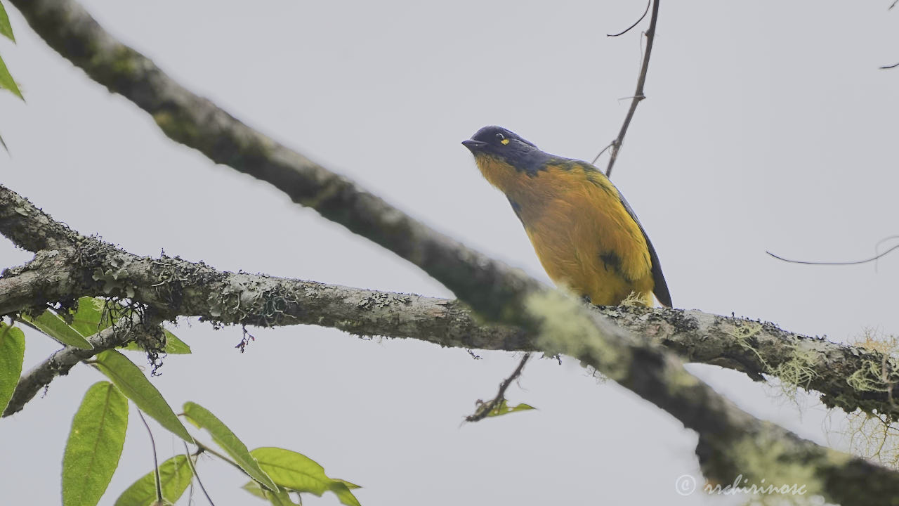 Lacrimose mountain tanager