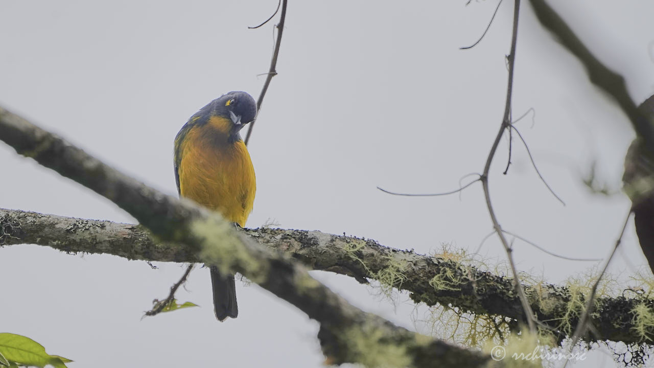 Lacrimose mountain tanager