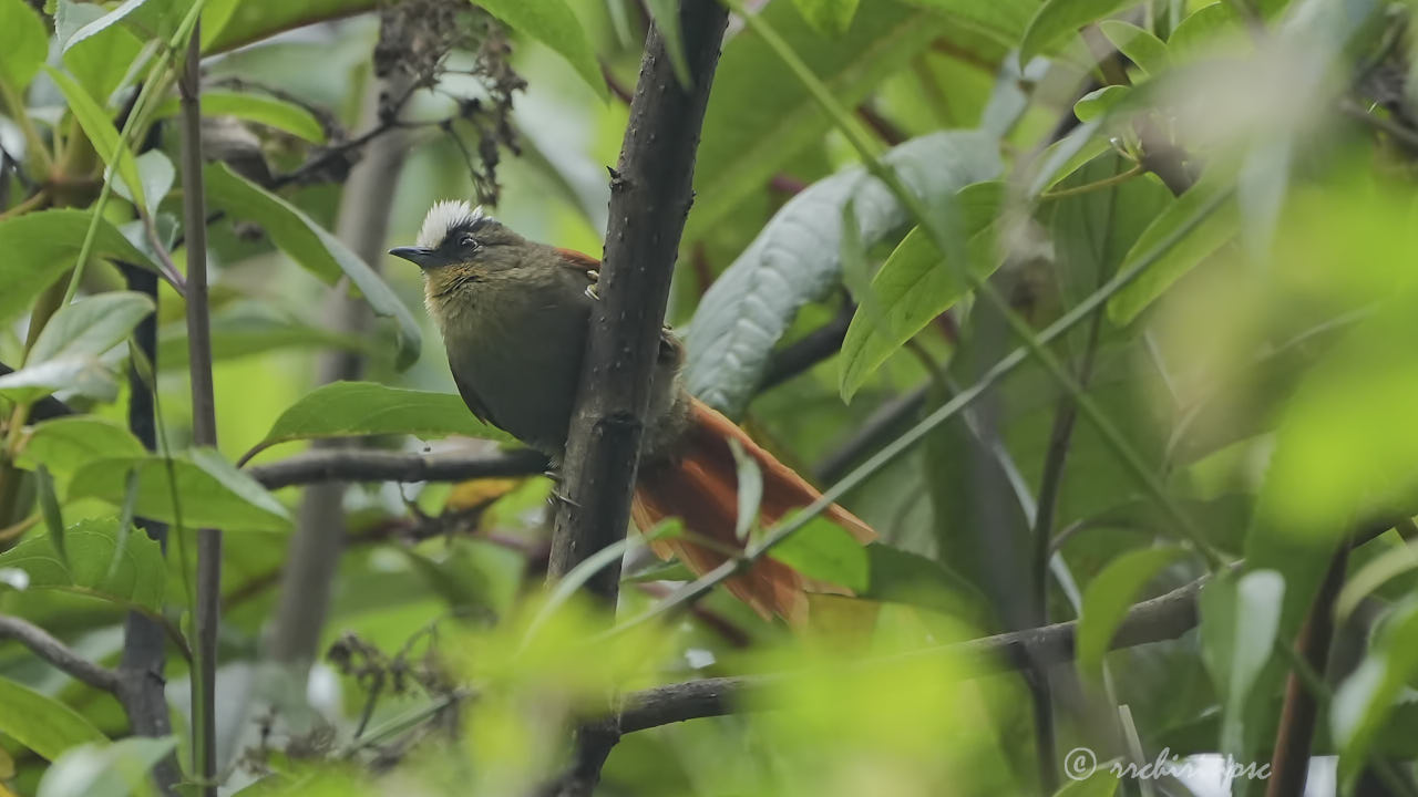 Marcapata spinetail