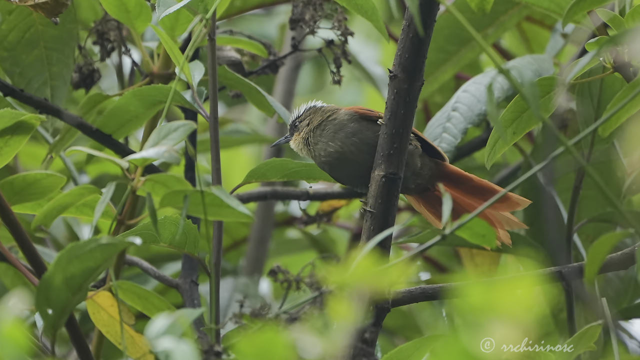 Marcapata spinetail