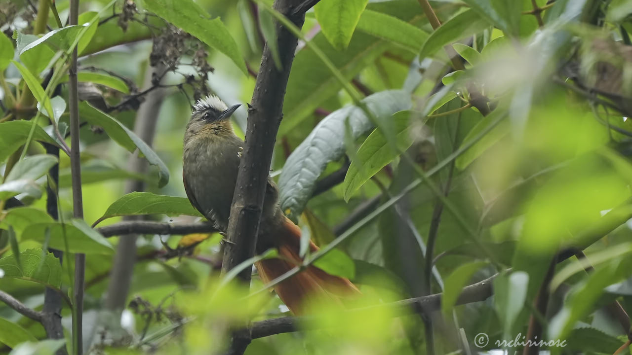 Marcapata spinetail