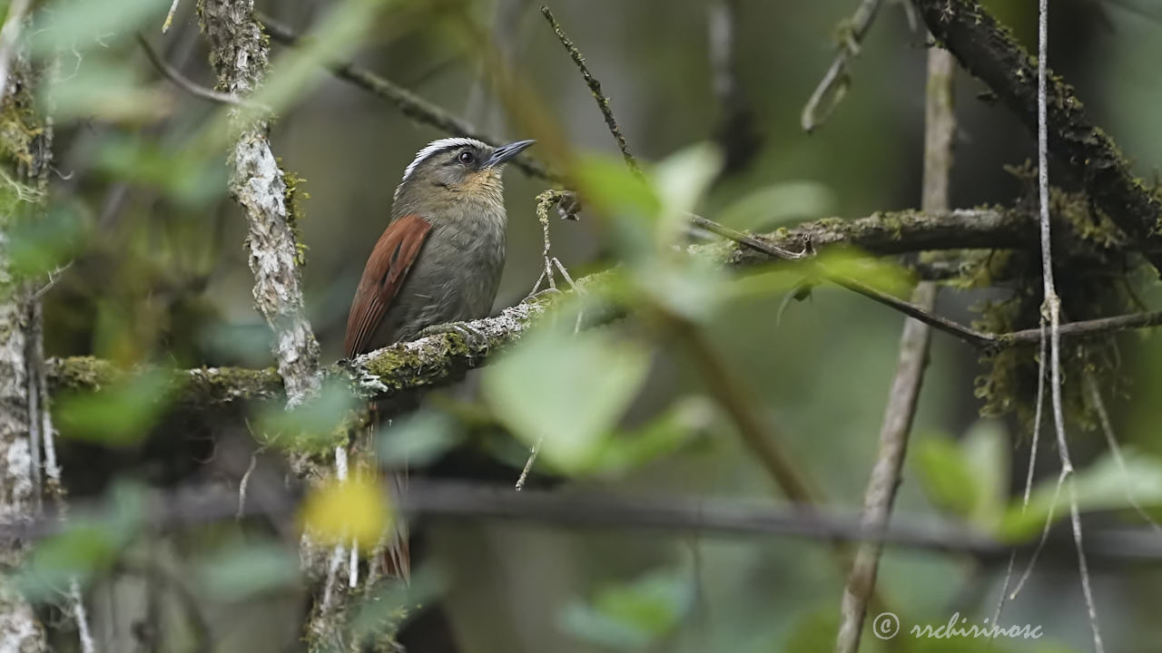 Marcapata spinetail