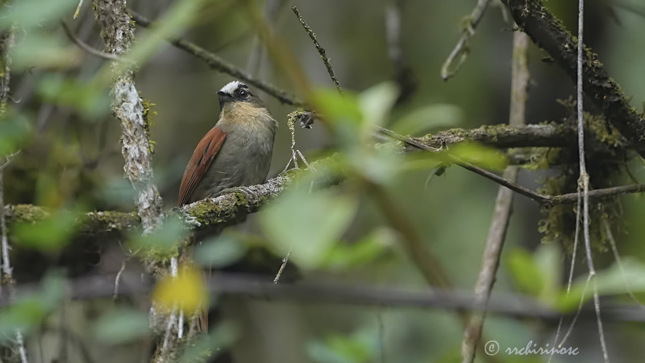 Marcapata spinetail