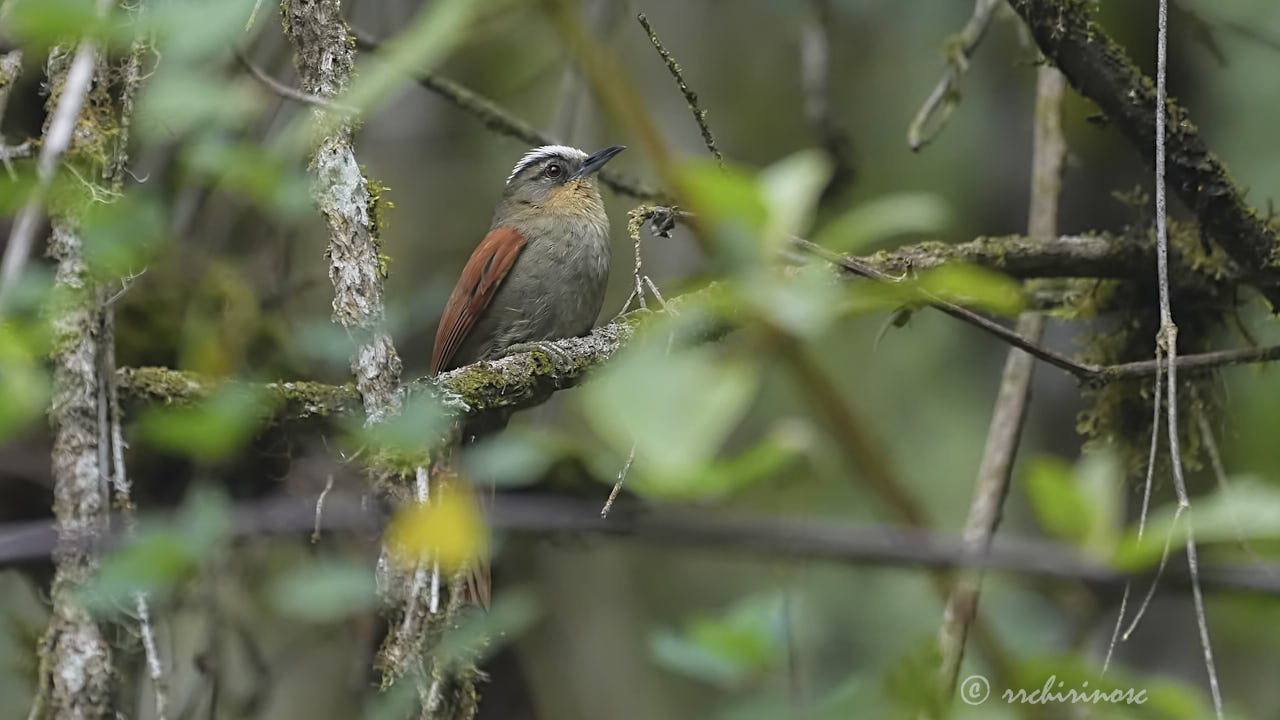 Marcapata spinetail