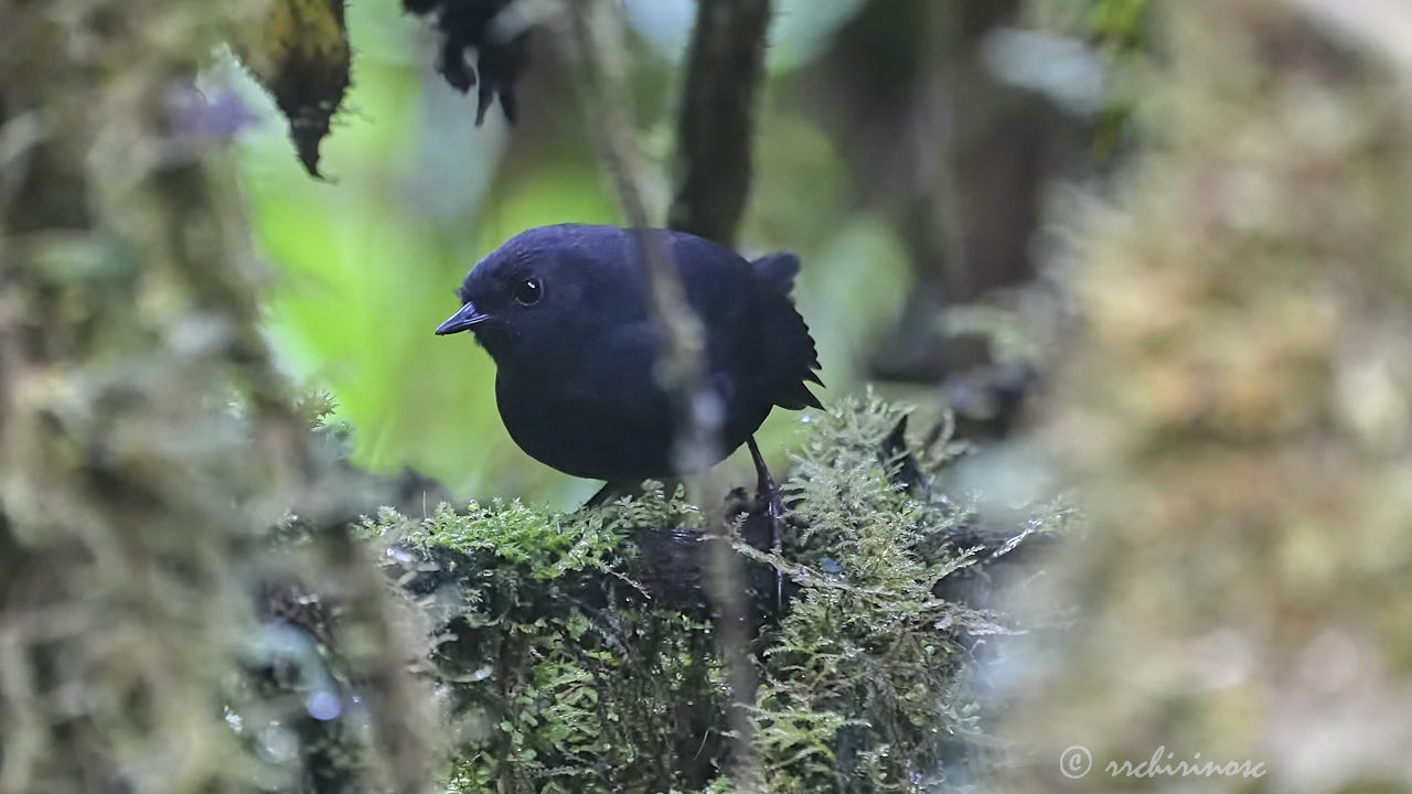 Junin tapaculo