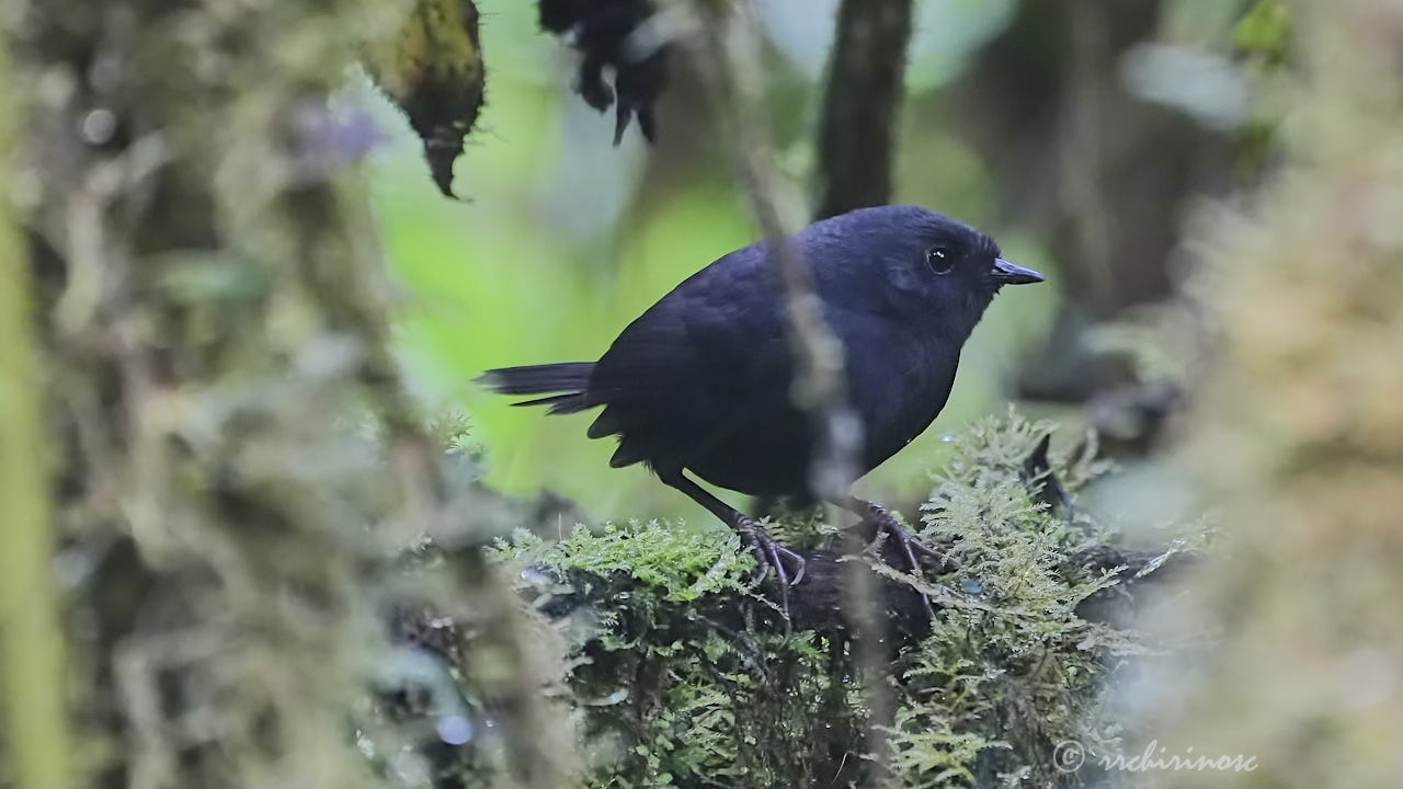 Junin tapaculo