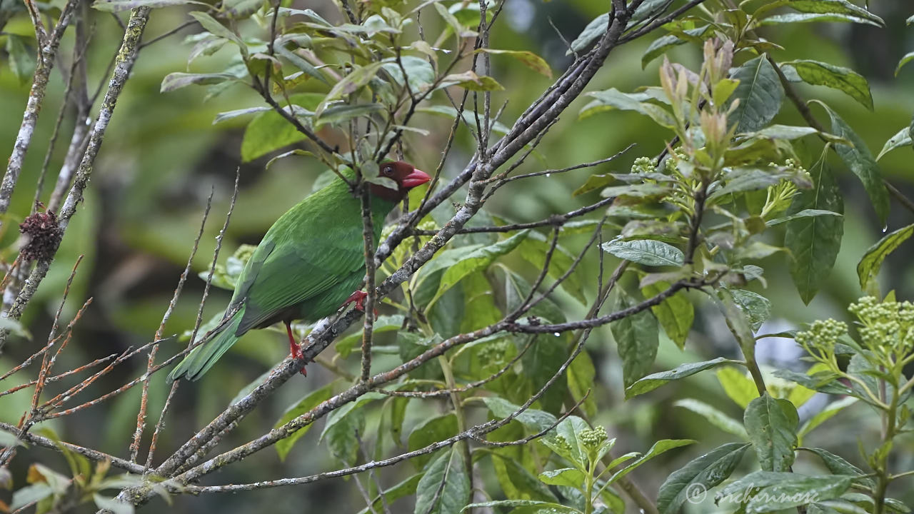 Grass-green tanager