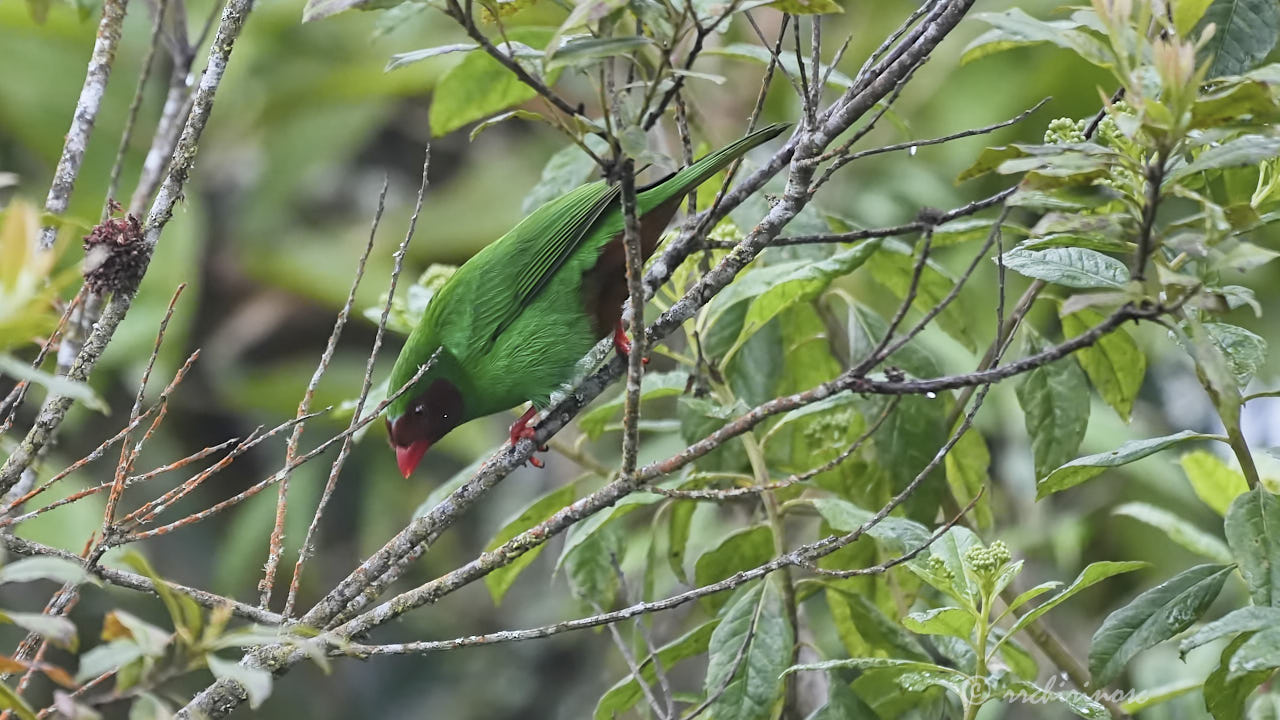 Grass-green tanager