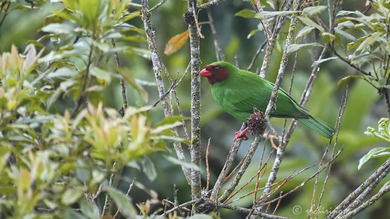 Grass-green tanager