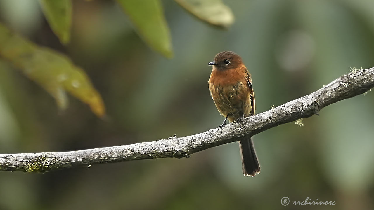 Cinnamon flycatcher