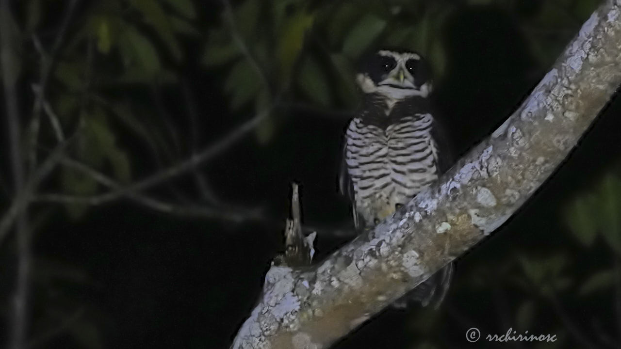 Band-bellied owl