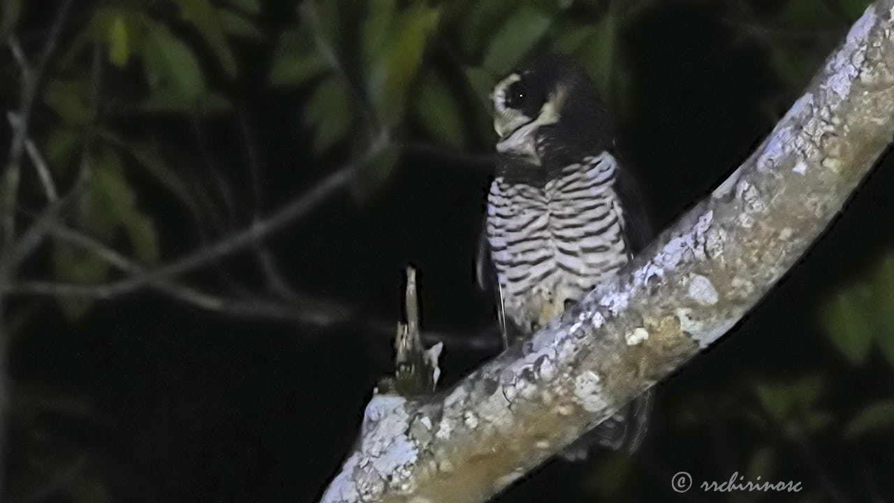 Band-bellied owl