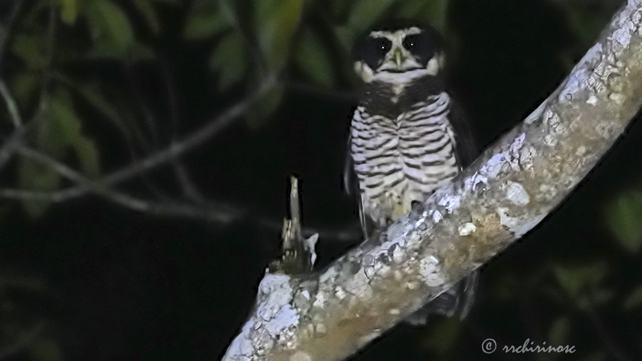 Band-bellied owl