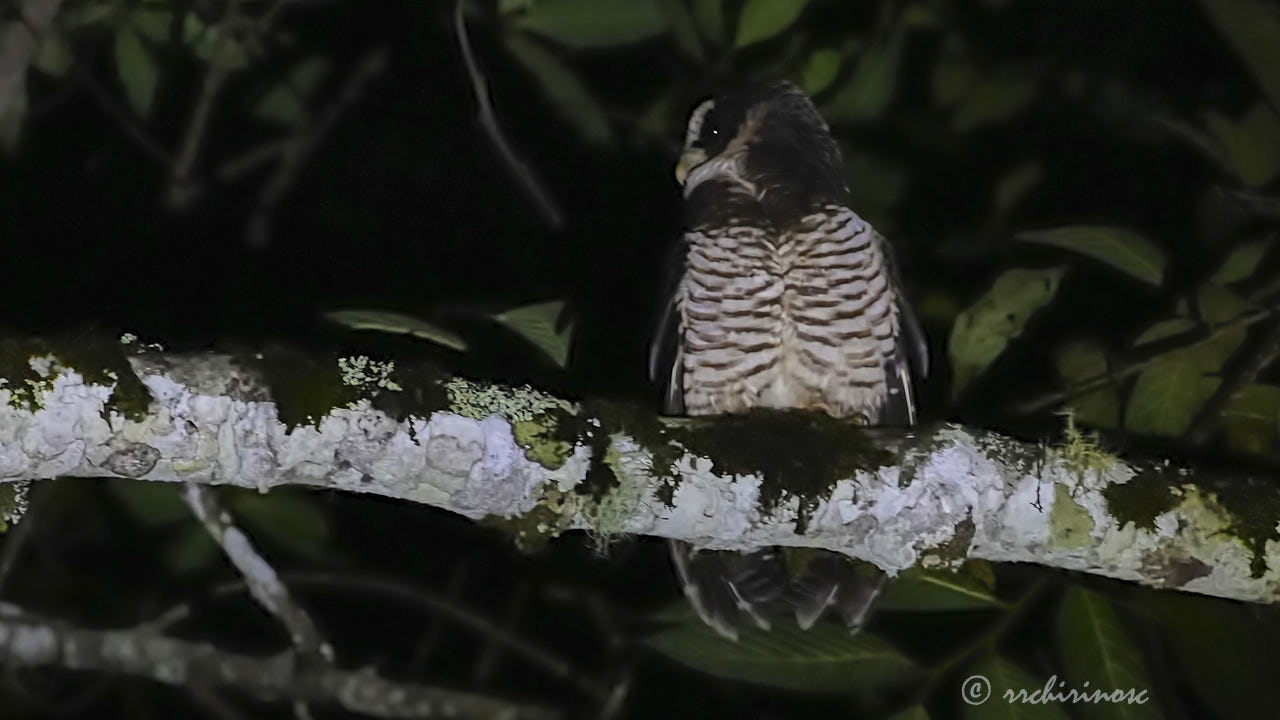 Band-bellied owl