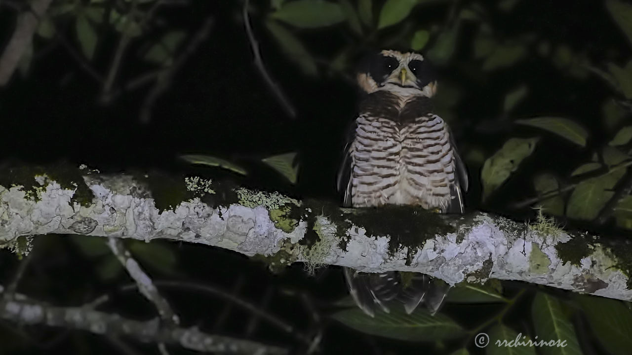Band-bellied owl