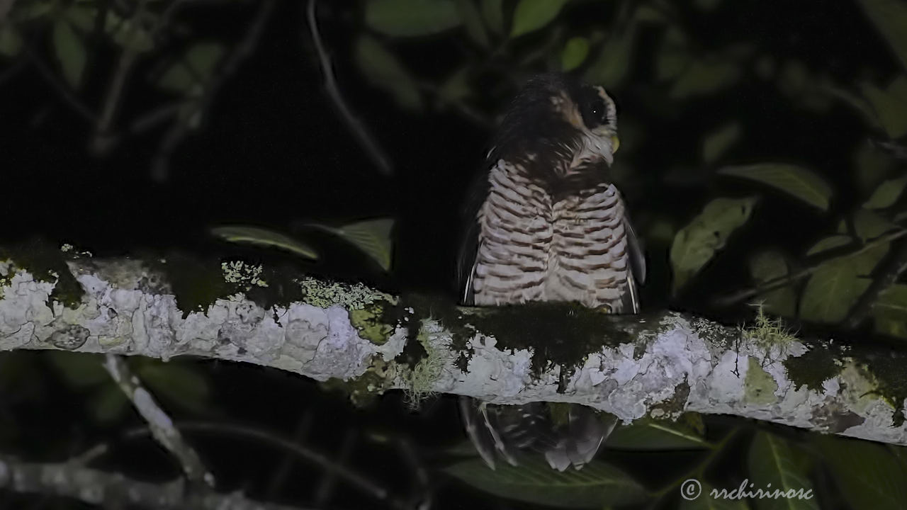 Band-bellied owl