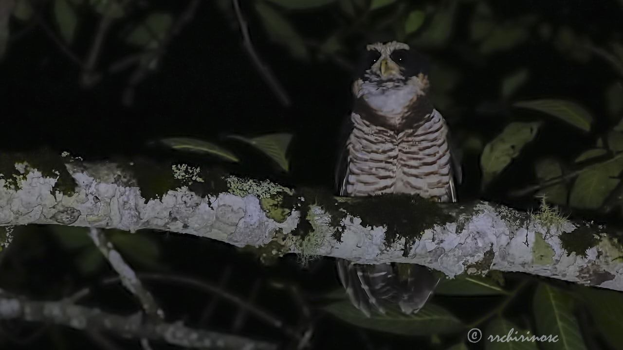Band-bellied owl