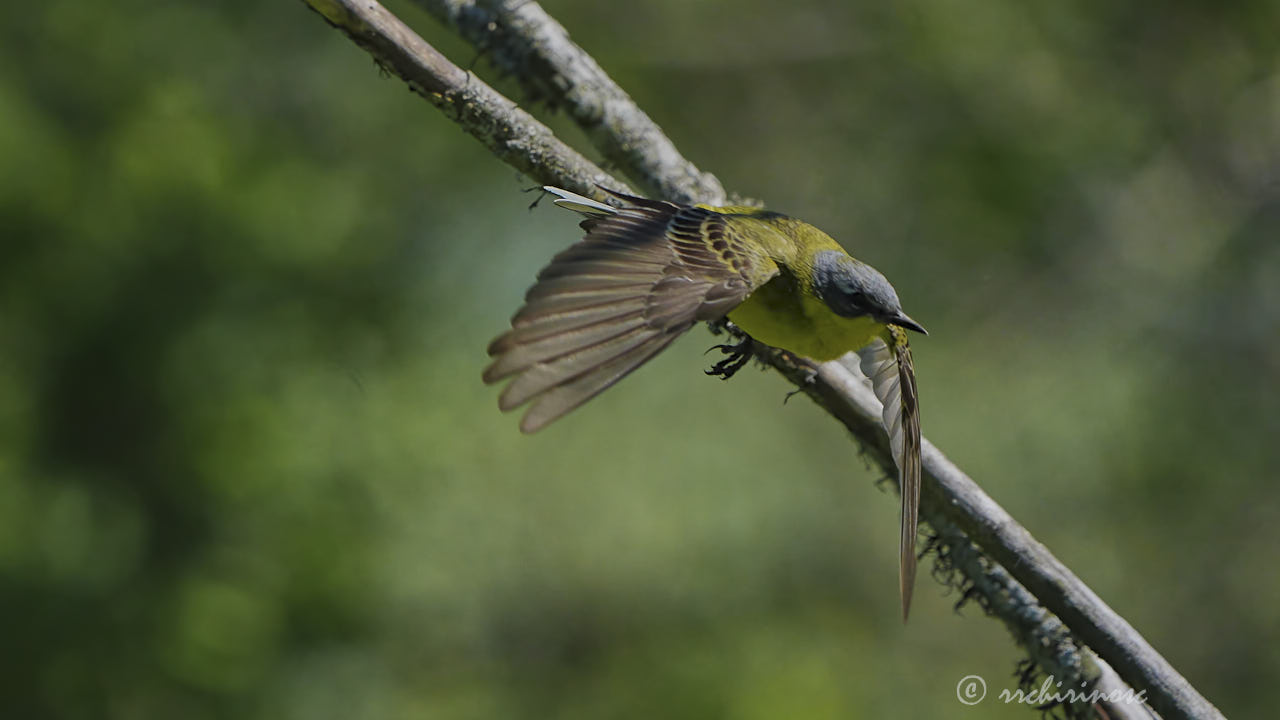 Western yellow wagtail