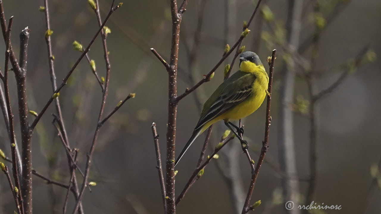 Western yellow wagtail
