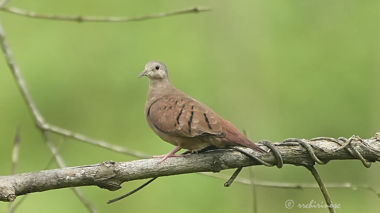Ruddy ground dove