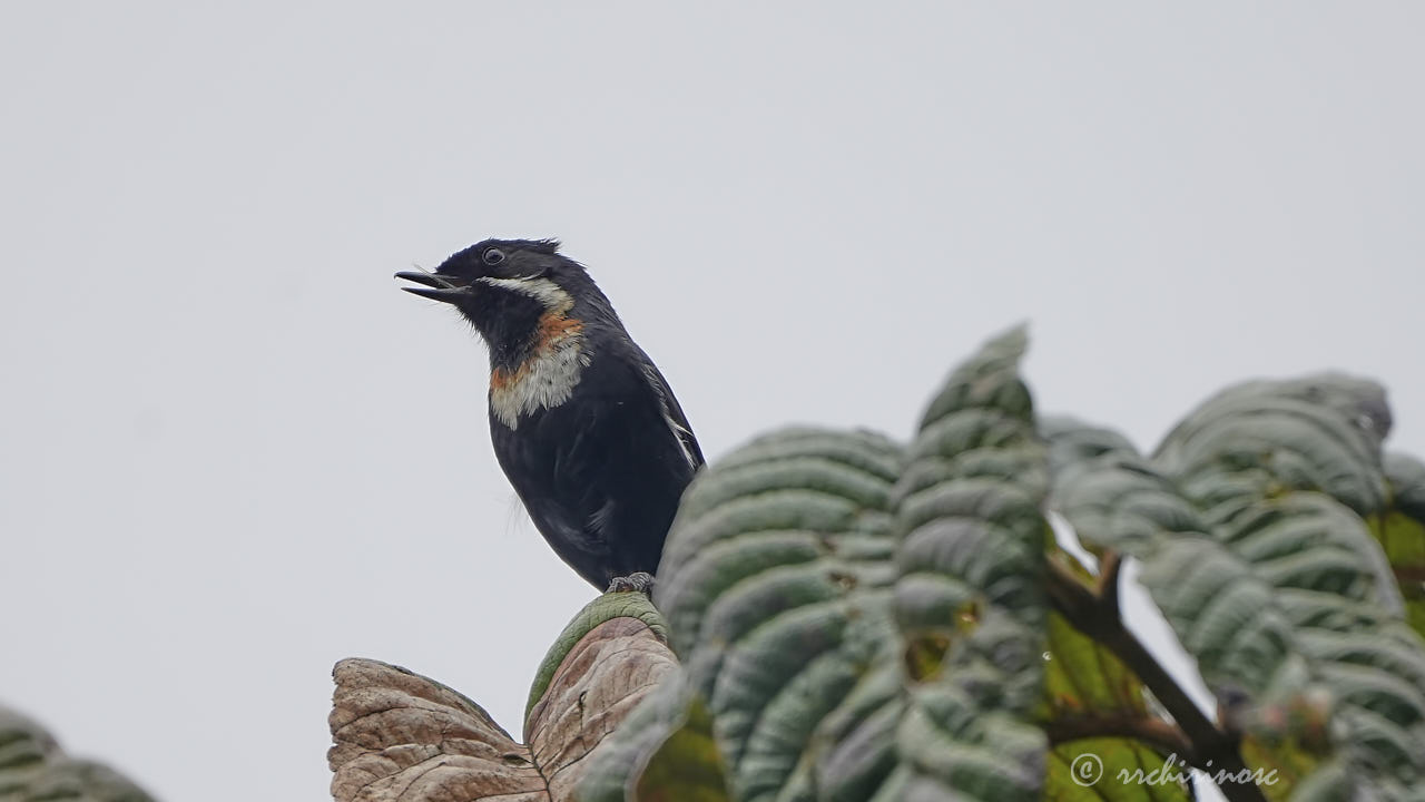 Moustached flowerpiercer