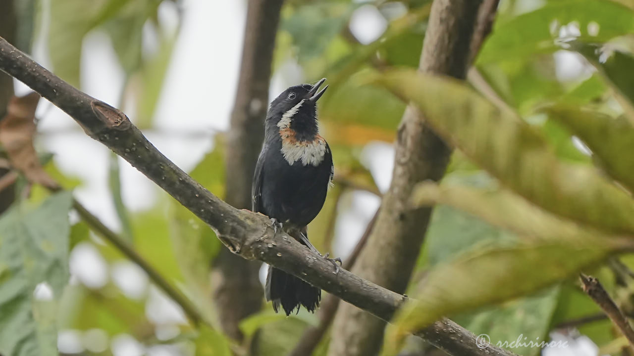 Moustached flowerpiercer