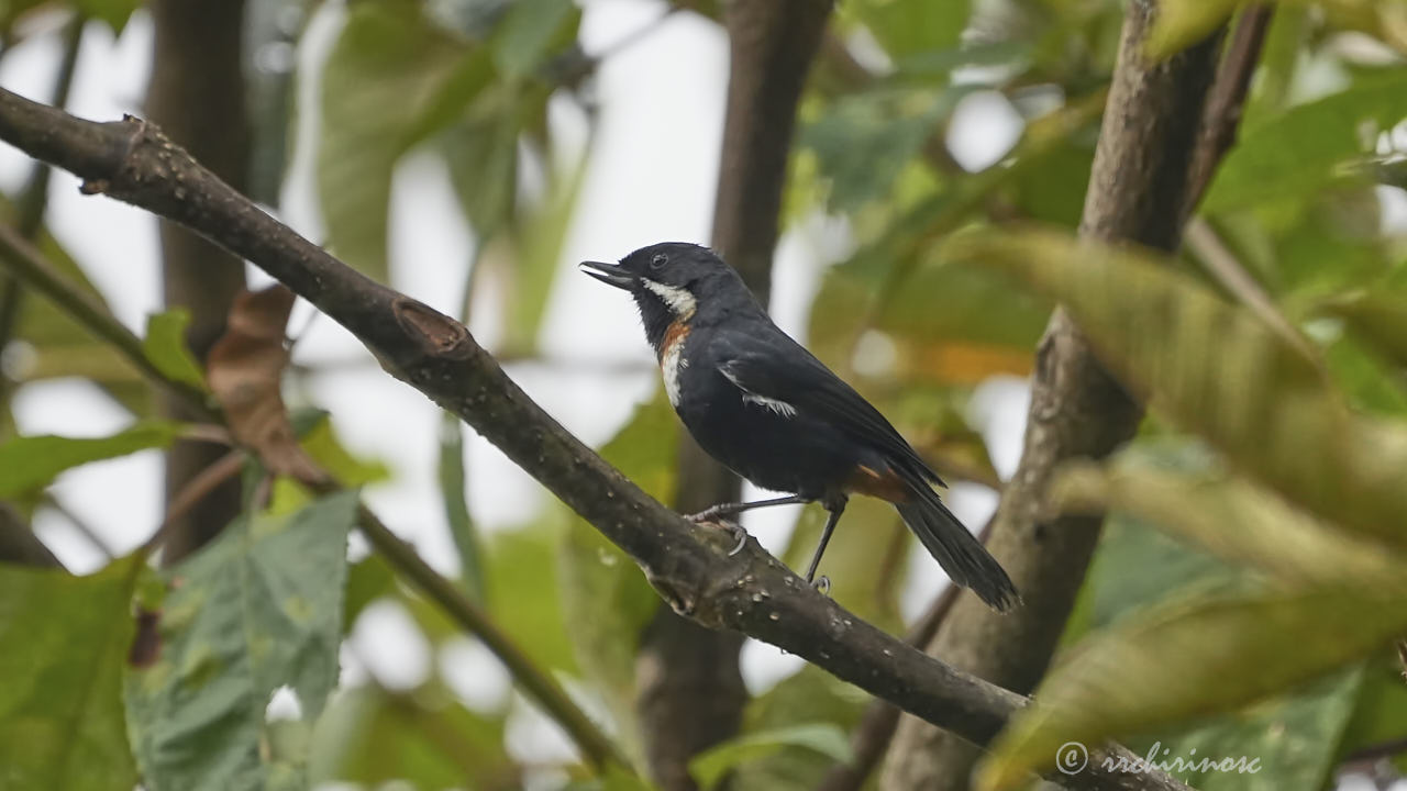 Moustached flowerpiercer