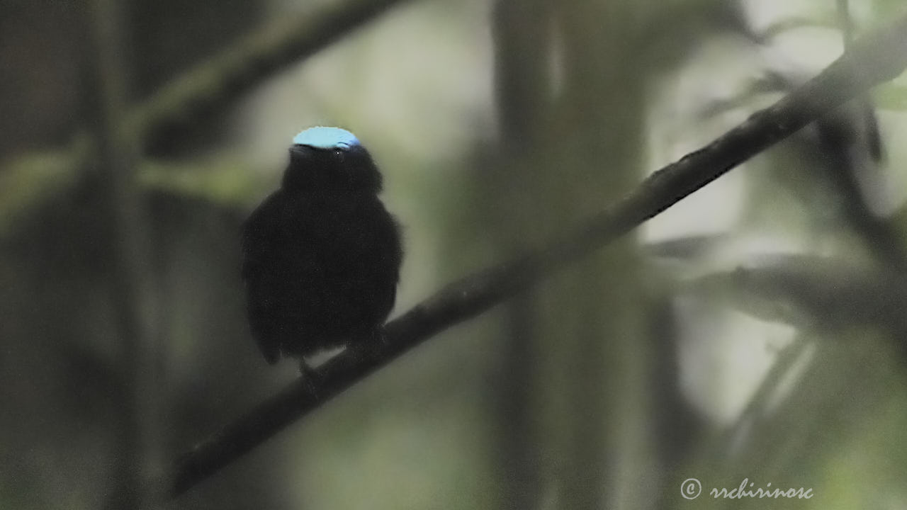 Cerulean-capped manakin