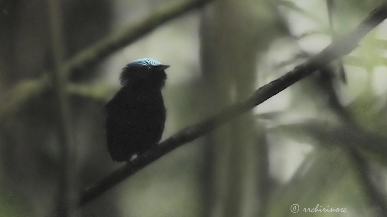 Cerulean-capped manakin