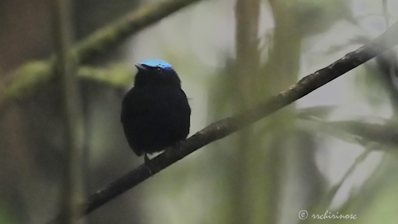 Cerulean-capped manakin