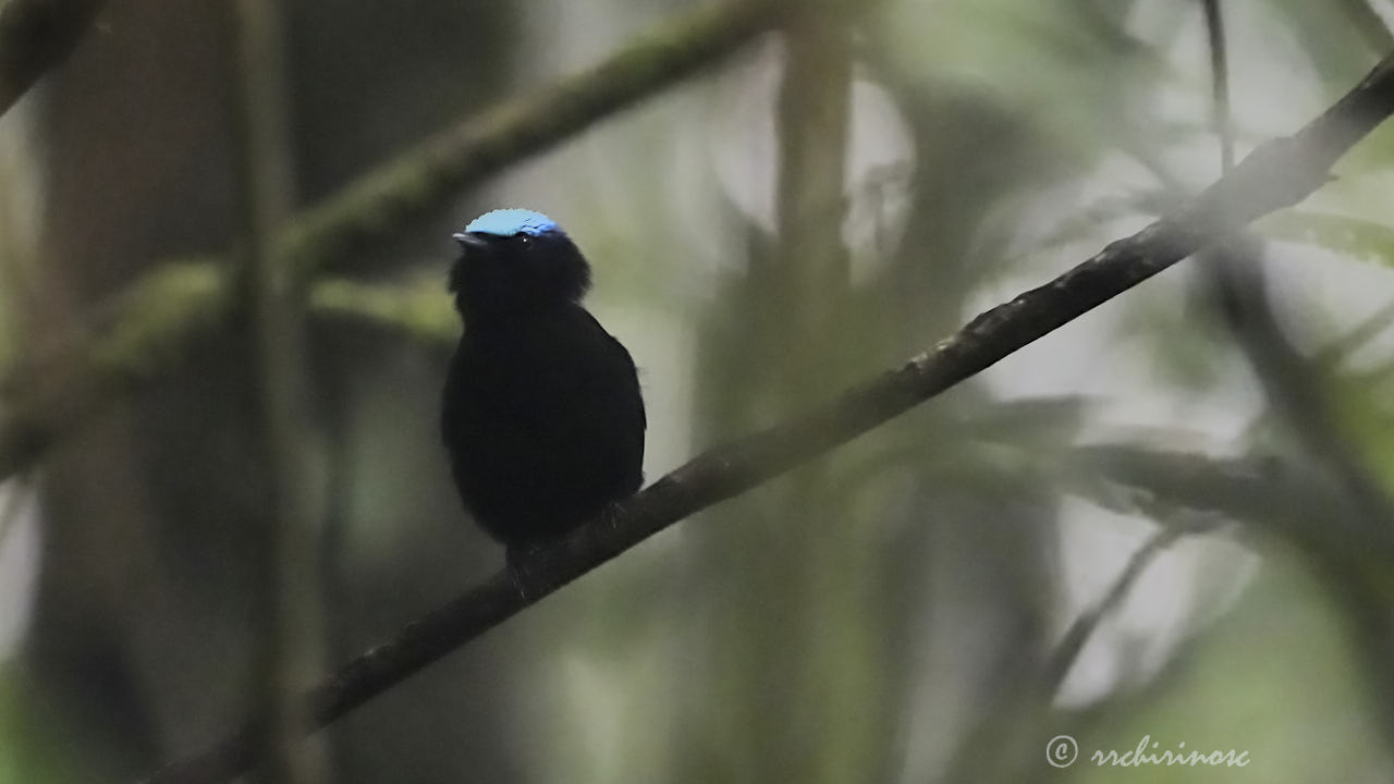 Cerulean-capped manakin