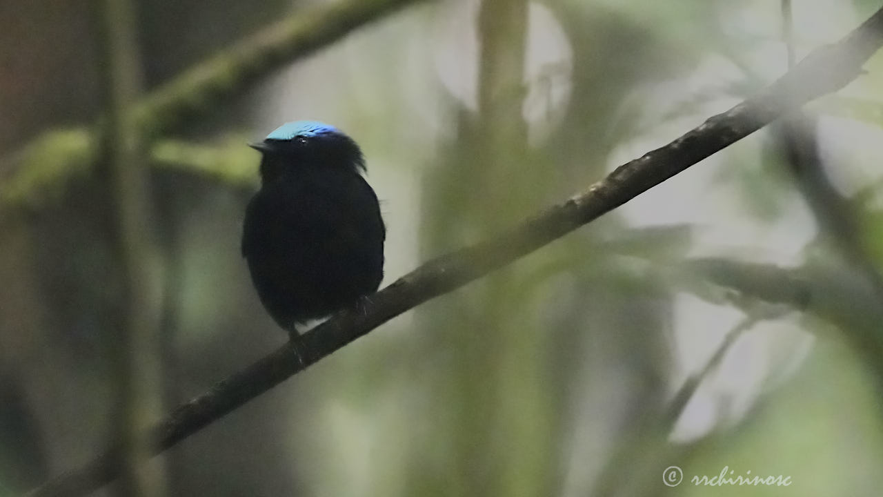 Cerulean-capped manakin