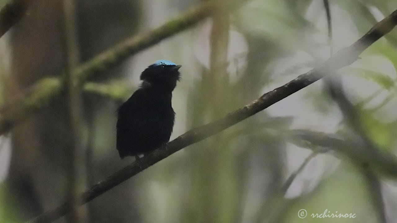 Cerulean-capped manakin