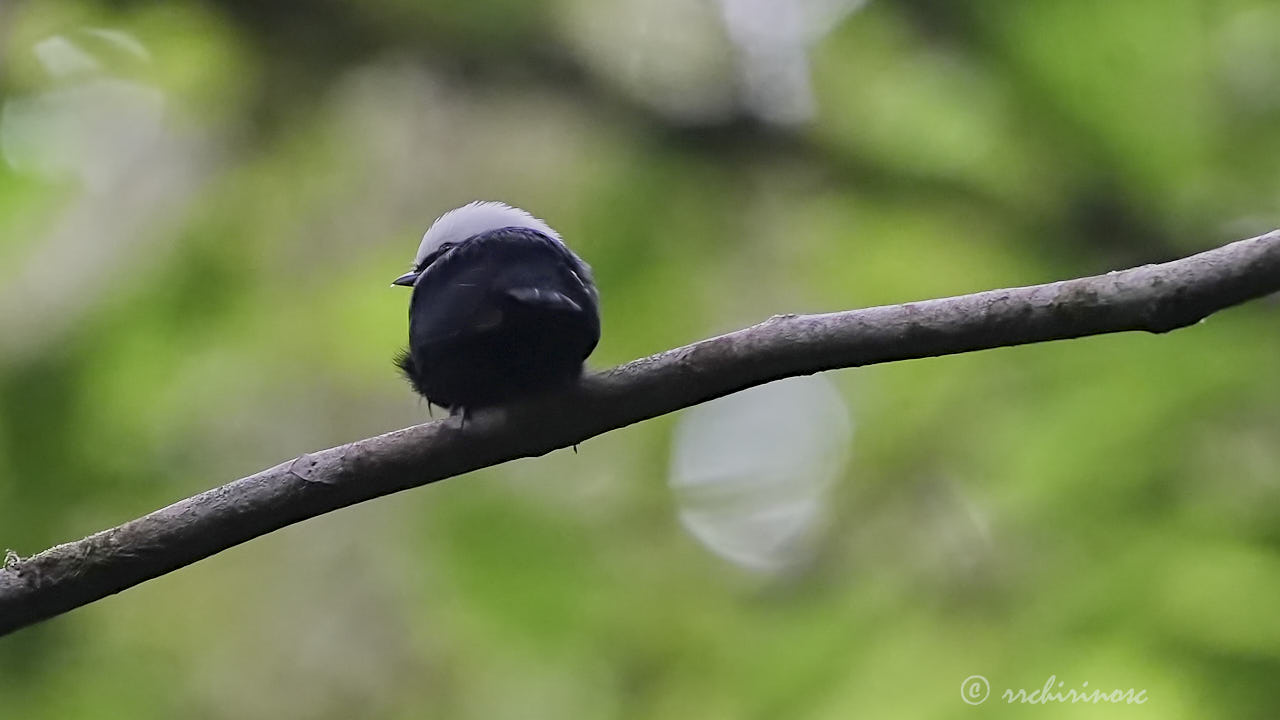 White-crowned manakin