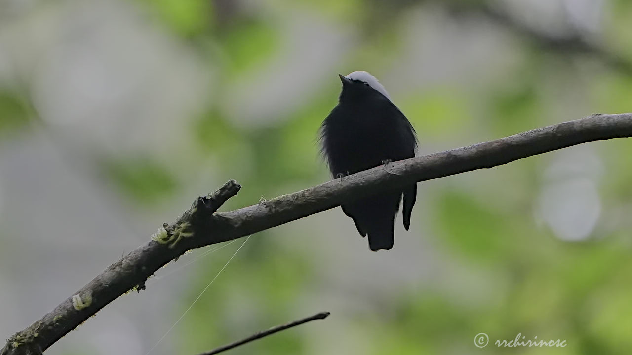 White-crowned manakin