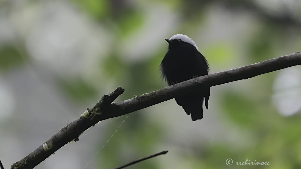 White-crowned manakin