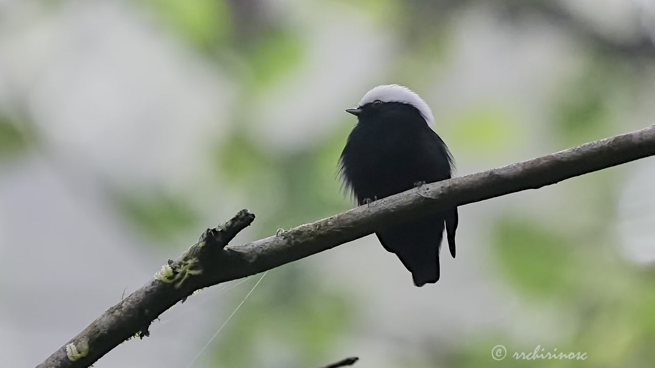 White-crowned manakin