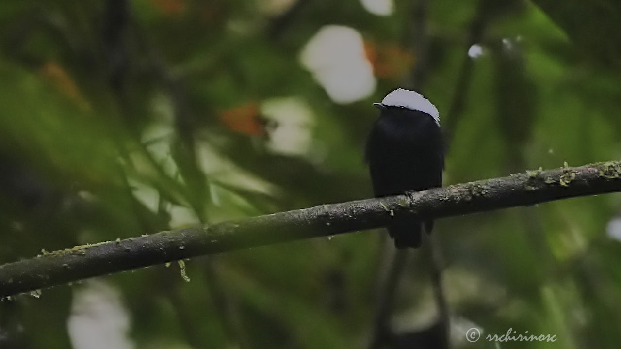 White-crowned manakin
