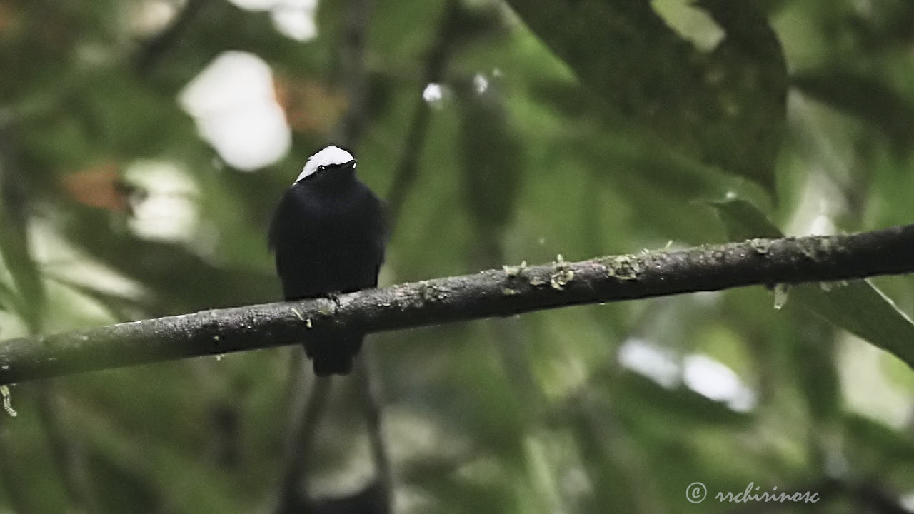 White-crowned manakin