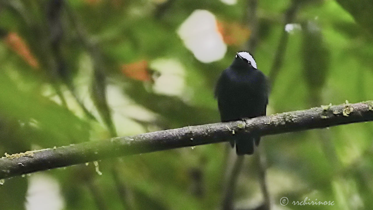 White-crowned manakin