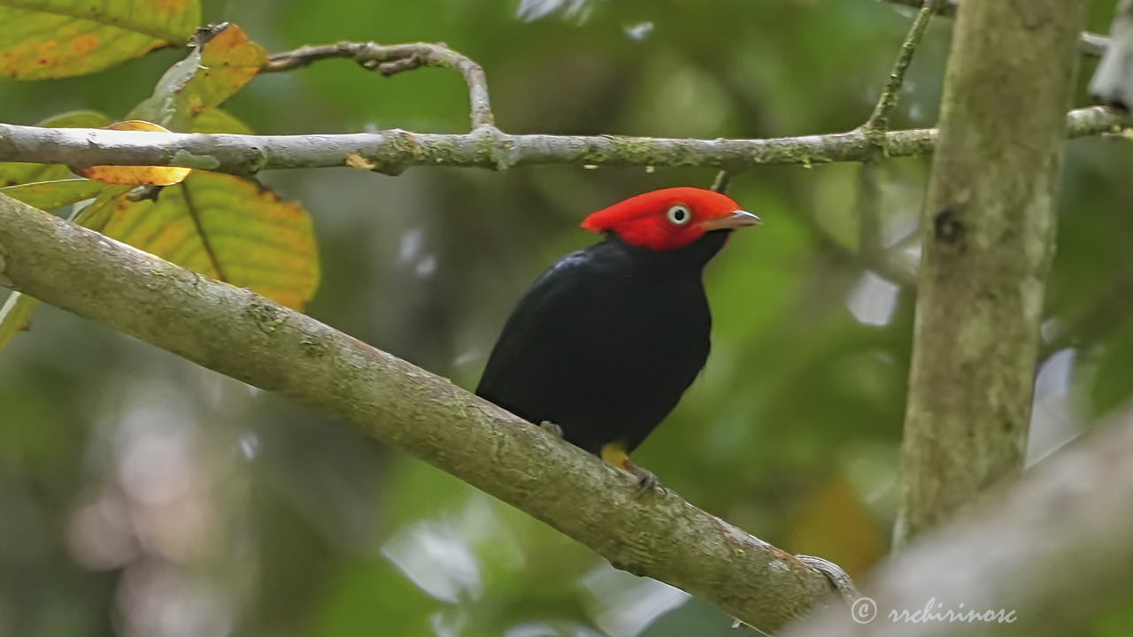 Round-tailed manakin