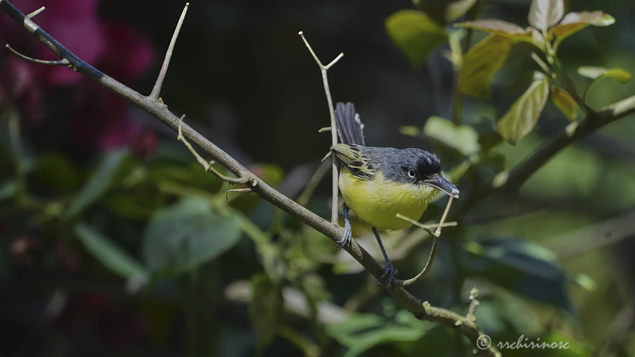 Common tody-flycatcher