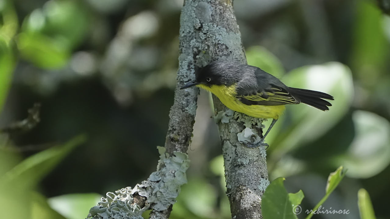 Common tody-flycatcher